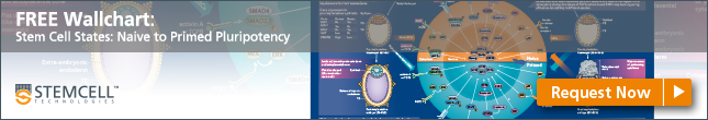Request your Free Wallchart on Naive and Primed Stem Cell States